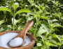Sweetening Tea with Stevia&nbsp;Leaf