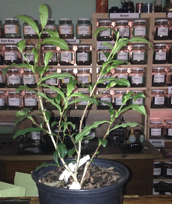 Tea H White - Mar2014